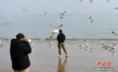 山东烟台：游客海边乐享春光